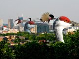 Metro Council Declares Cranes To Be Official Bird of&nbsp;Nashville