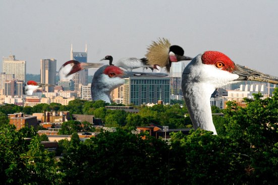skyline cranes